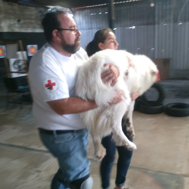 Curso Primeros Auxilios Caninos