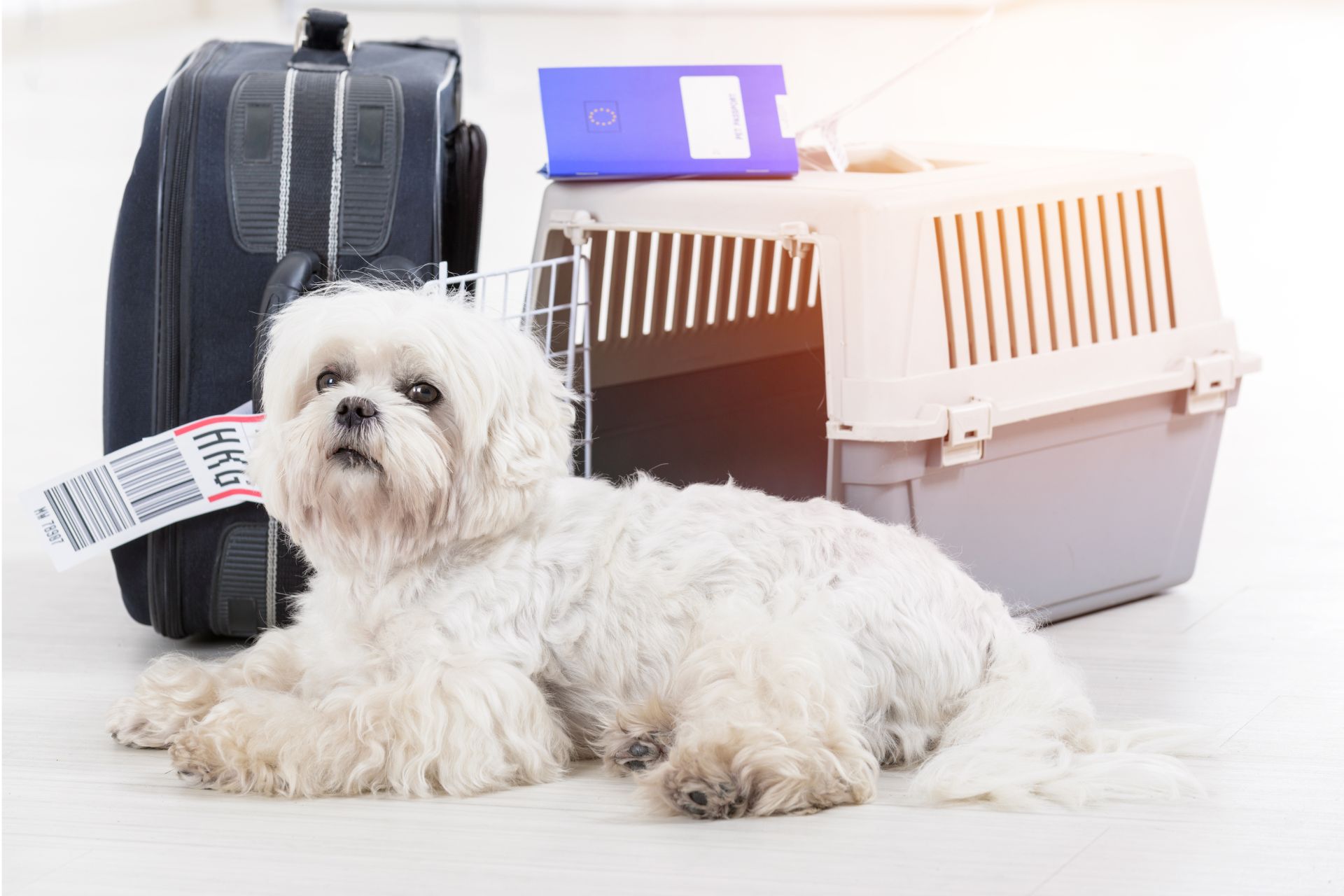 Small white longhaired dog lying on the floor next to a plastic pet carrier and a suitcase at an airport like setting; the dog faces the camera with a calm, slightly alert expression. Environment shows a light colored floor, a closed plastic kennel to the right with a passport style booklet on top and a black suitcase with a baggage tag to the left. Text in the graphic transcribes as CZE vigente (validez 8 días); Certificado de salud emitido dentro de 72 h y validado; Rabia 30-12 meses + DHPP/L documentadas; Desparasitación interna/externa con fecha y principio activo; Microchip ISO 11784/11785 recomendado; Originales y copias de todos los documentos; Confirmación de política de mascotas con la aerolínea. Tone reassuring and practical